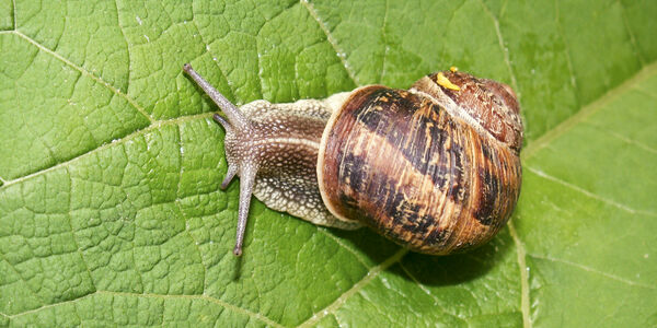 Schnecke